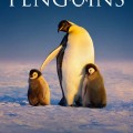 اسرار پنگوئن ها زیرنویس فارسی