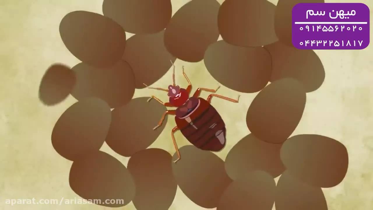 بهترین روش دفع ساس و تخم ساس | Bedbug out
