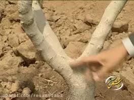 هرس درختان پسته