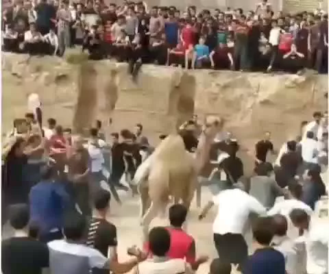 شترکشی عید قربان در کاشان