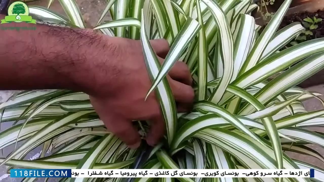 آموزش پرورش گل وگیاه آپارتمانی-پرورش گل وگیاه-بونسای کردن گیاه