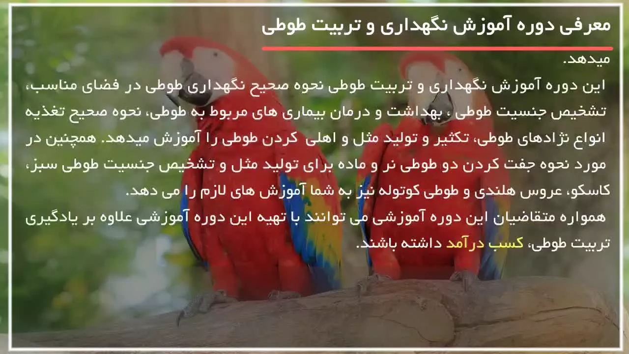 تربیت طوطی - چگونه پرنده را در غیاب خود سرگرم کنیم پارت3