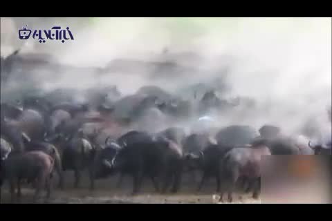 کشتن بی‌رحمانه شیر جوان توسط گله بوفالو ها