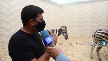 ماجرای تلف شدن گورخر