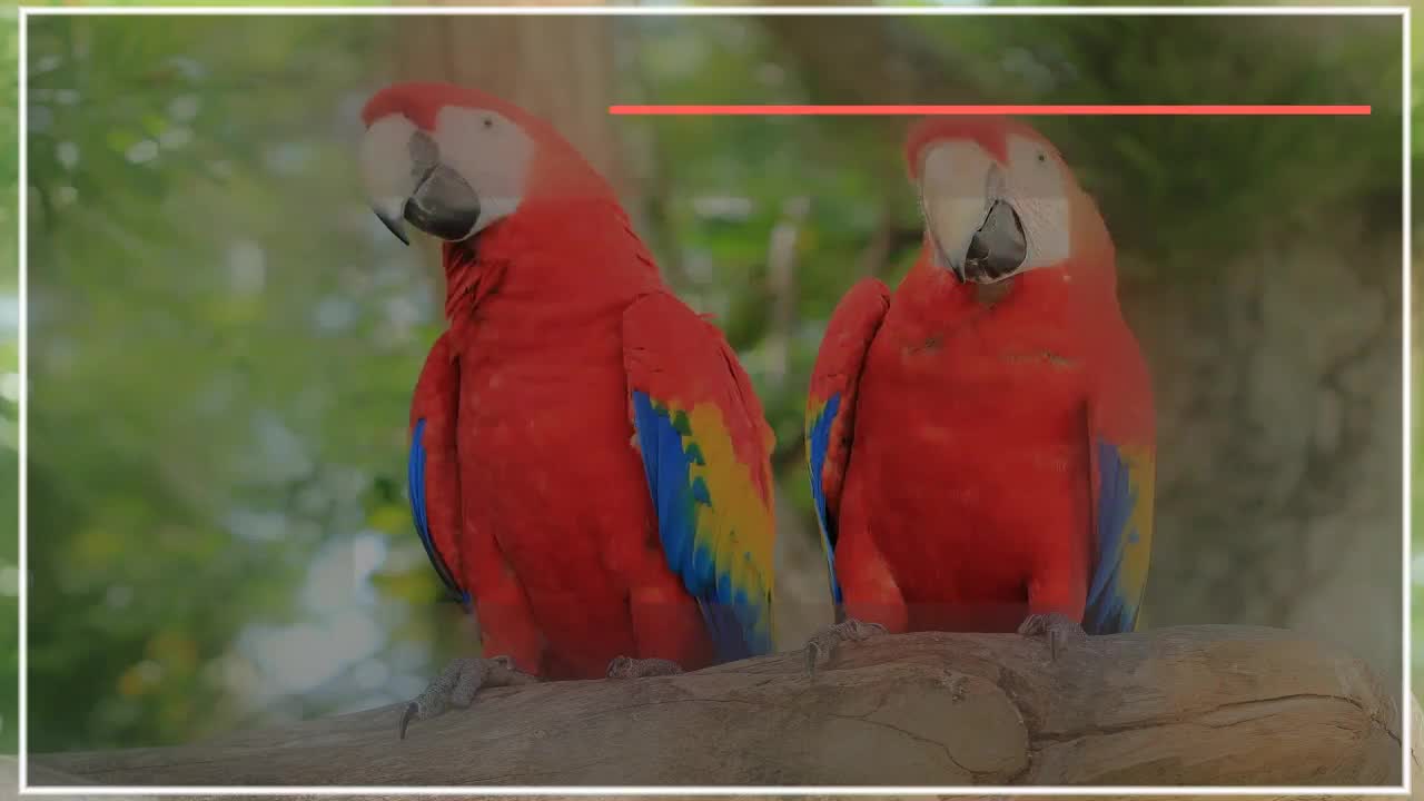 آموزش تربیت طوطی - ساخت قفس