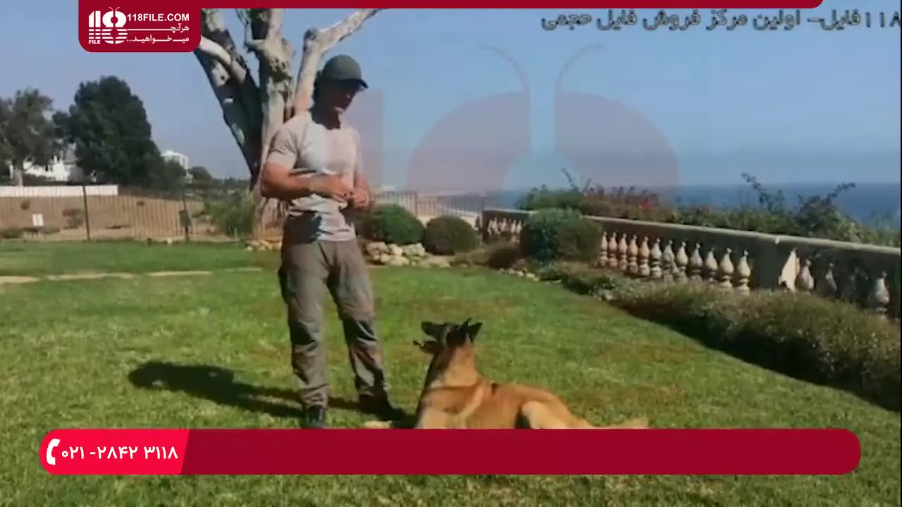 آموزش تربیت سگ | تربیت سگ خانگی | سه اشتباه بزرگ در آموزش سگ و نحوه اجتناب از آنها