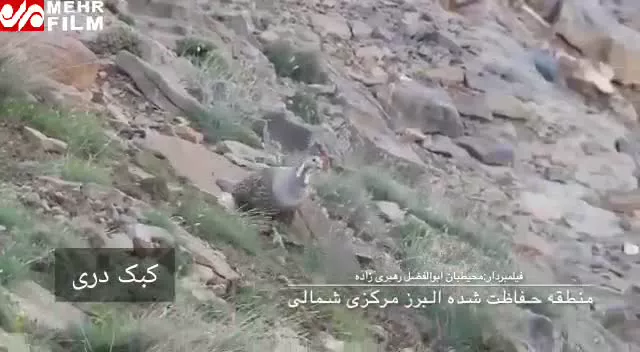 تصاویری زیبا از کبک دری در البرز مرکزی