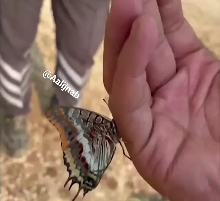 پروانهای که از آتش سوزی جان سالم به در برد