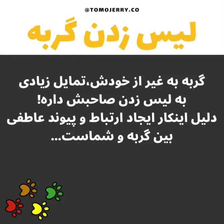 احساسات گربه به صاحبانش