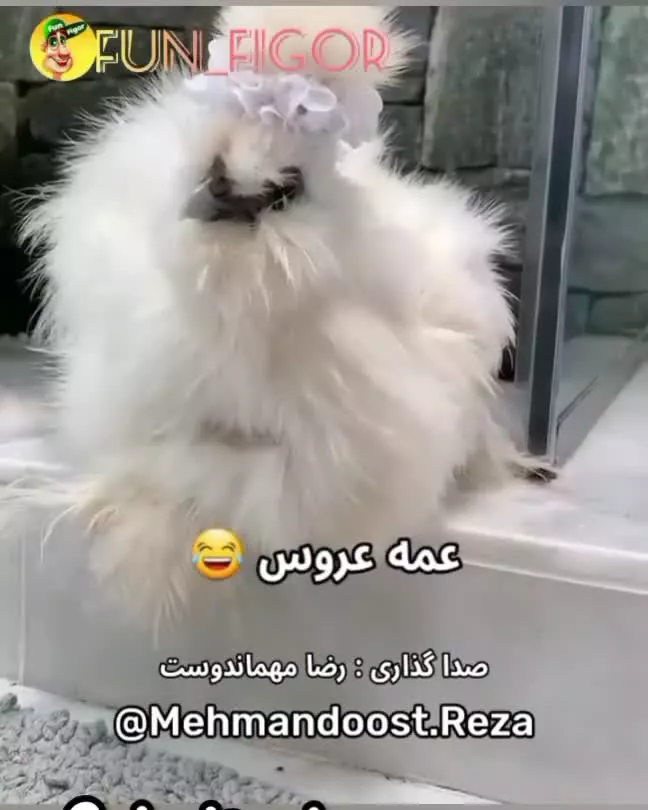 عروسی ایرانی