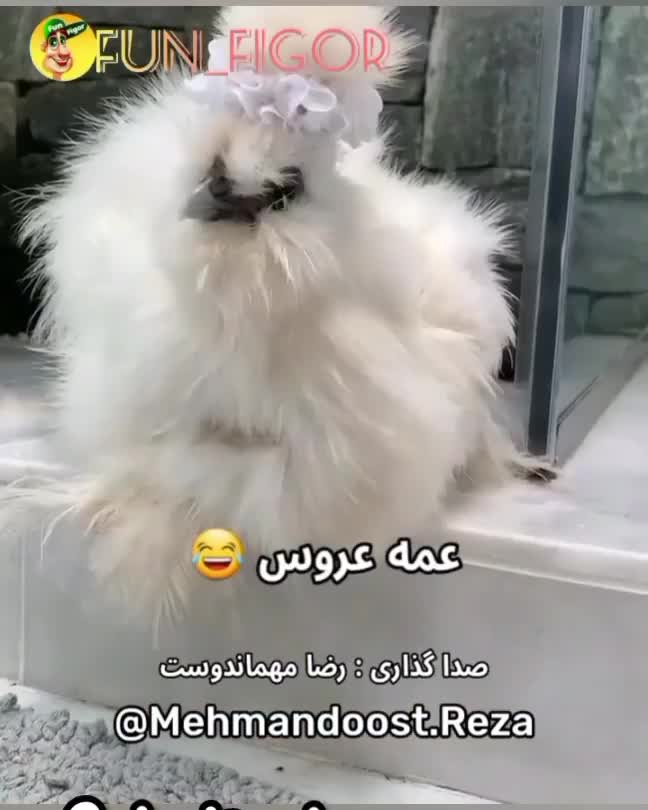 فیلم کمتر دیده شده از پست پرده عروسی ایرانی