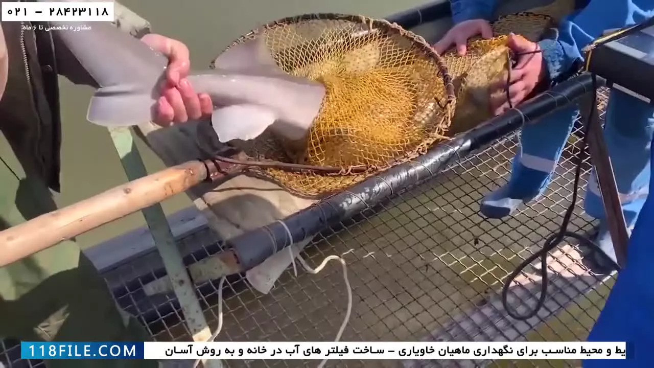 پرورش ماهی خاویار-پرورش ماهی خاویار در آکواریوم-استخراج خاویار از شکم