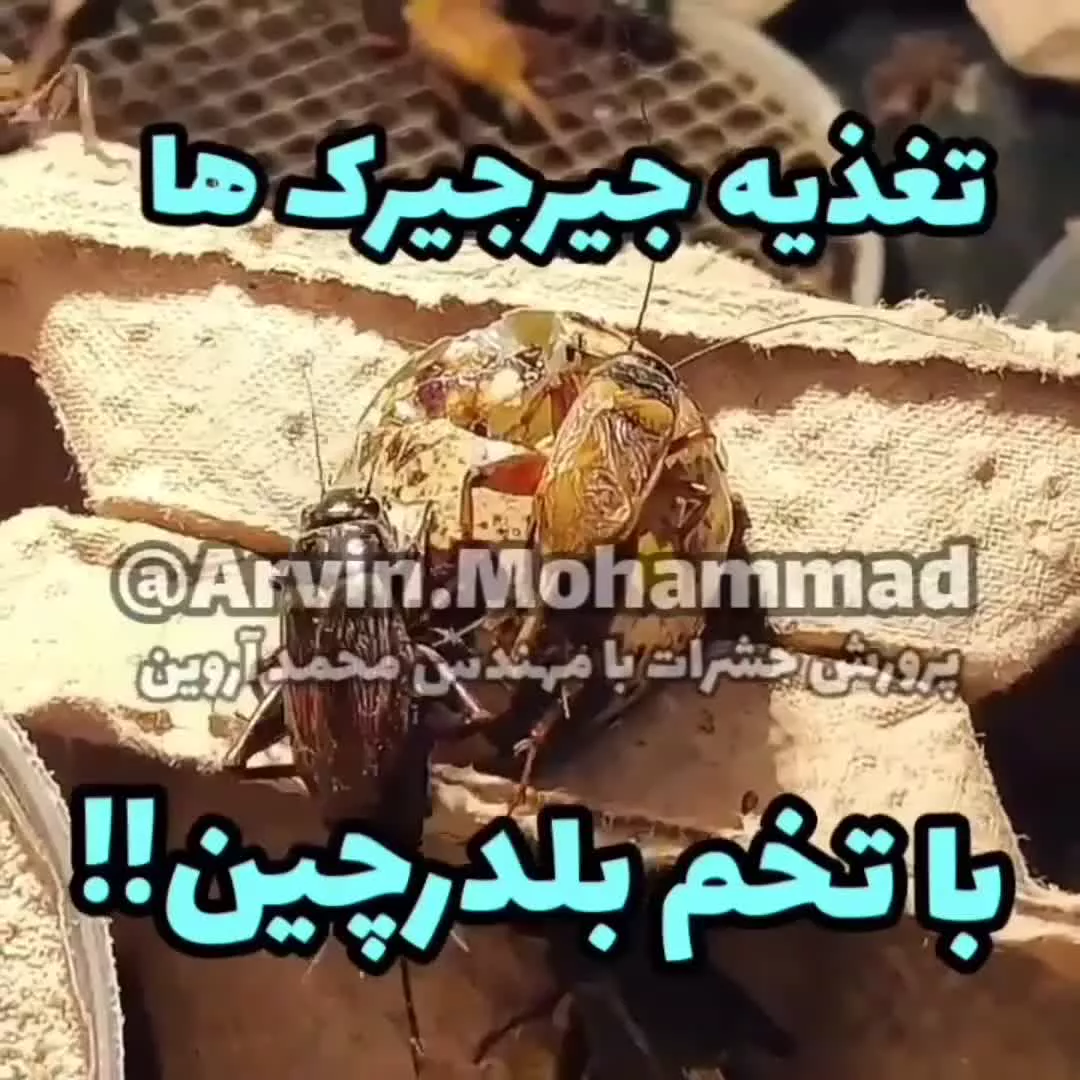 پرورش جیرجیرک تغذیه تخم بلدرچین