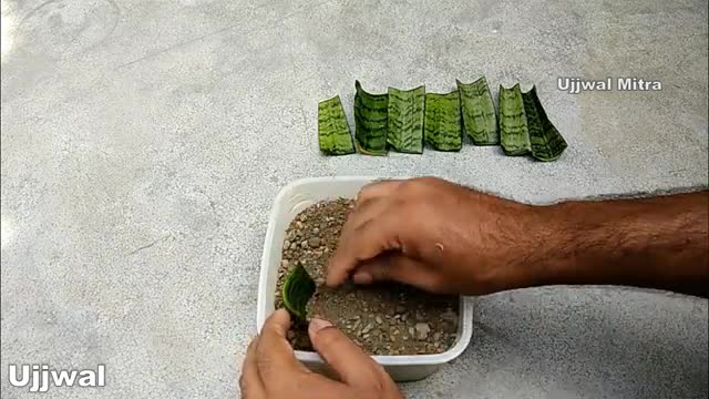 آموزش تکثیر و قلمه زدن سانسوریا