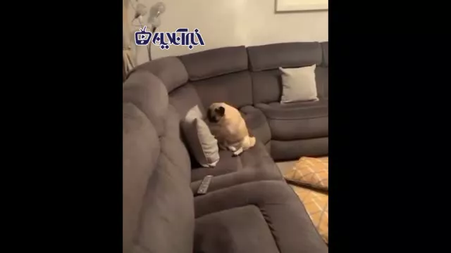 تمرین جالب یک سگ بوکسور با بالشت
