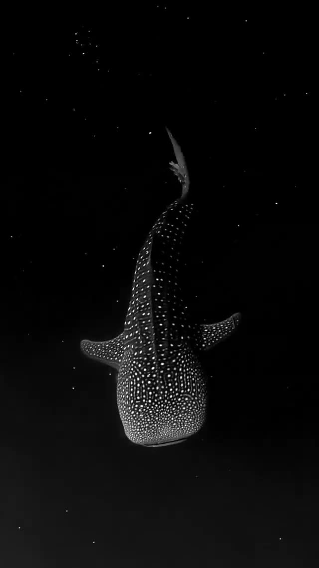 تصویری بی‌ نظیر از شنای یک کوسه در شب