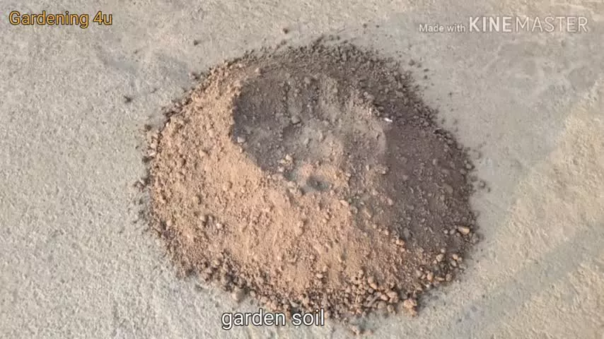 روش پرورش گل رز از طریق قلمه ساقه
