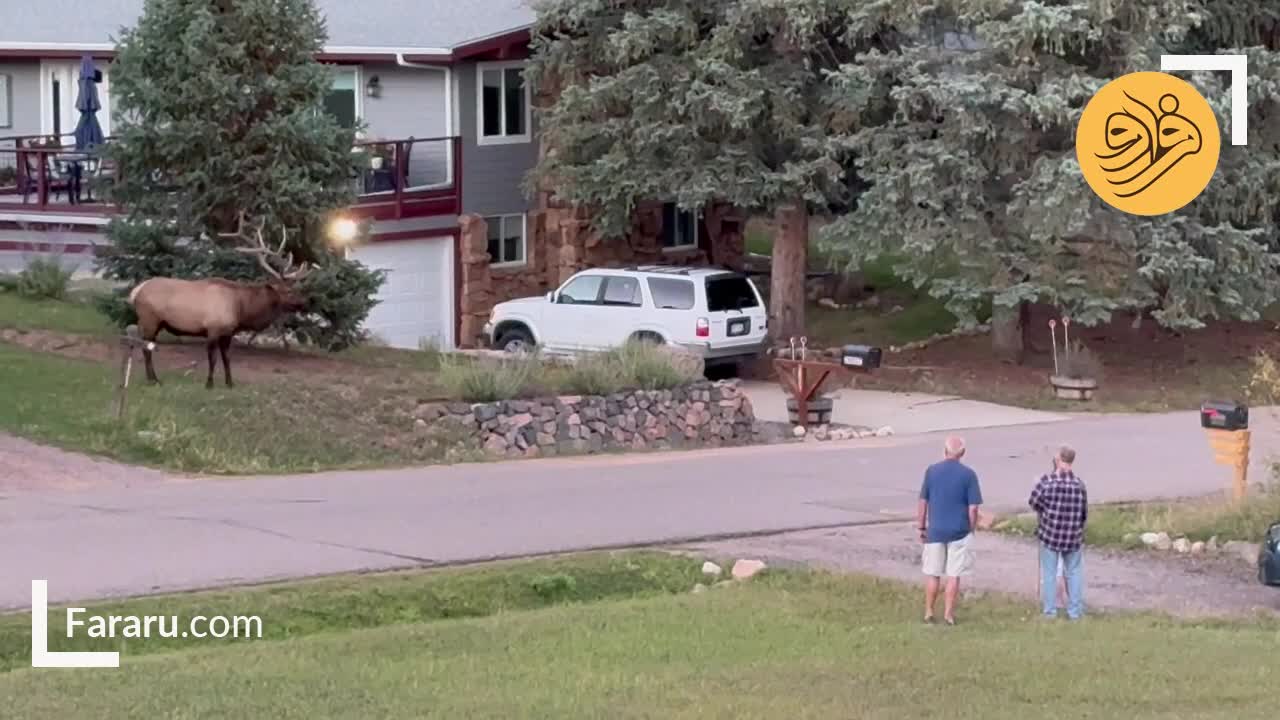   حمله ناگهانی یک گوزن به خودروی شاسی‌بلند