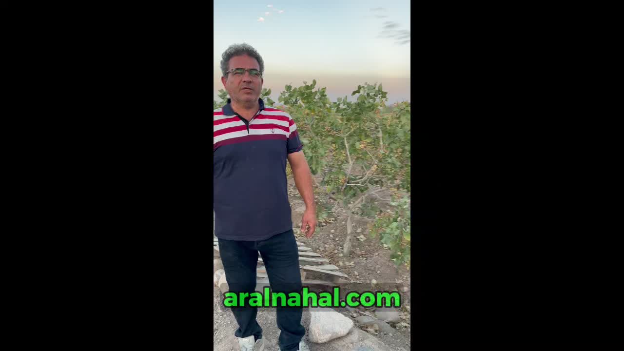 خرید نهال پسته