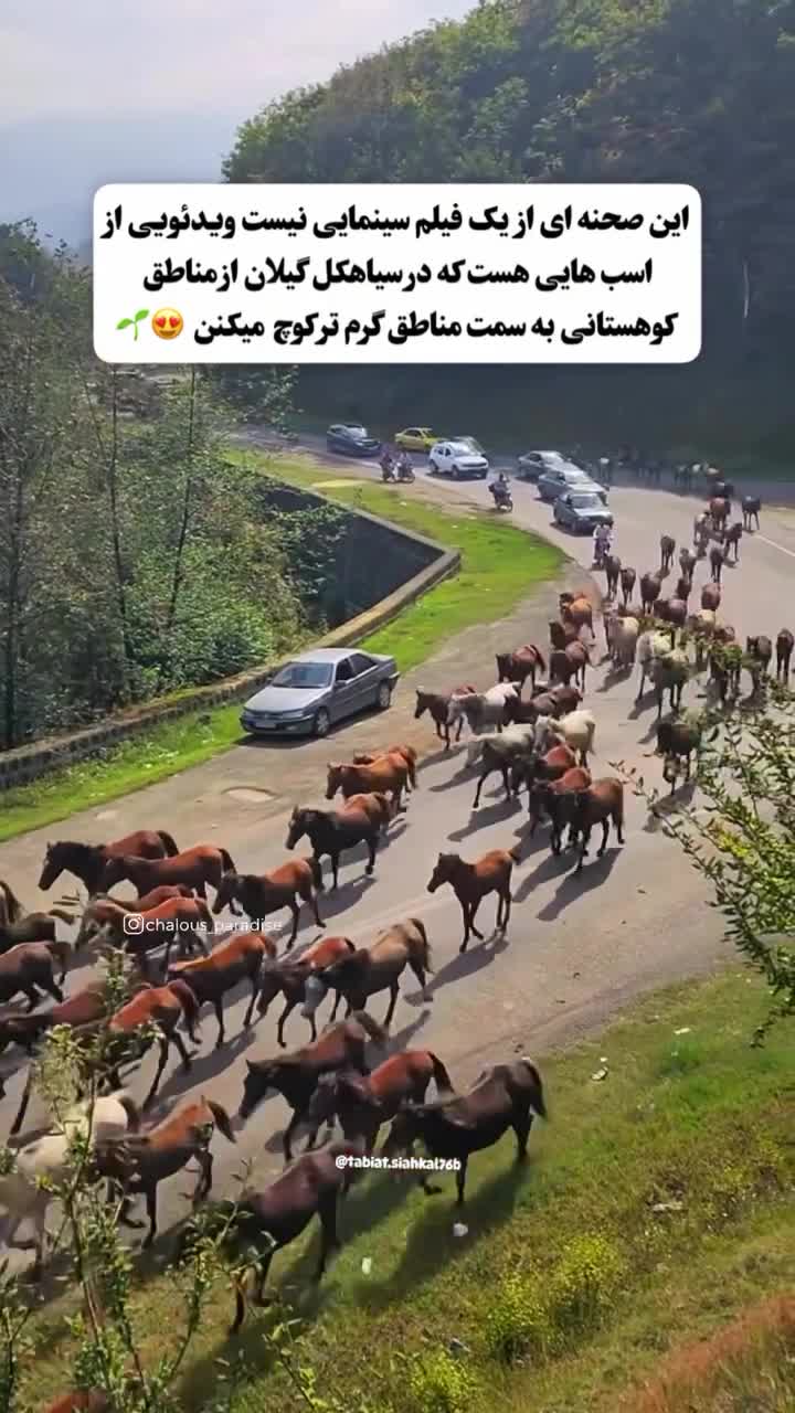   این سکانس یک فیلم هالیوودی نیست؛ تصویری از کوچ باشکوه اسب‌های وحشی به سمت مناطق گرمسیری در گیلان