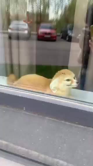   ذوق دیدنی یک بچه روباه پس از دیدن صاحبش پشت پنجره خانه