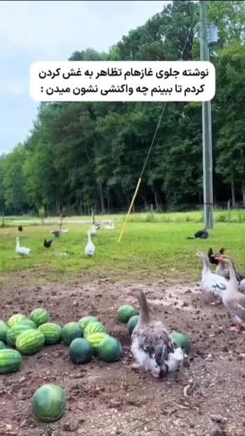  واکنش عجیب و ناباورانه غازها به از حال رفتن زن مزرعه‌دار