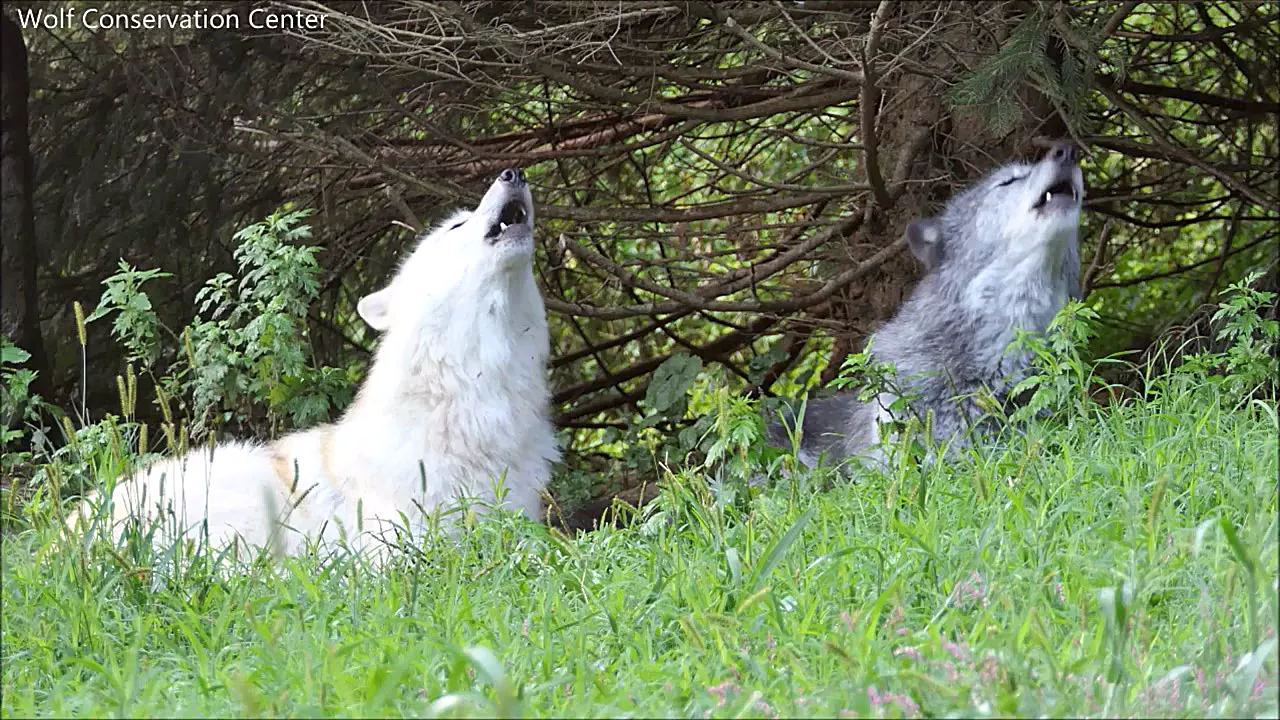 زوزه گرگ های خاکستری برادر | Wolf Brothers Sing