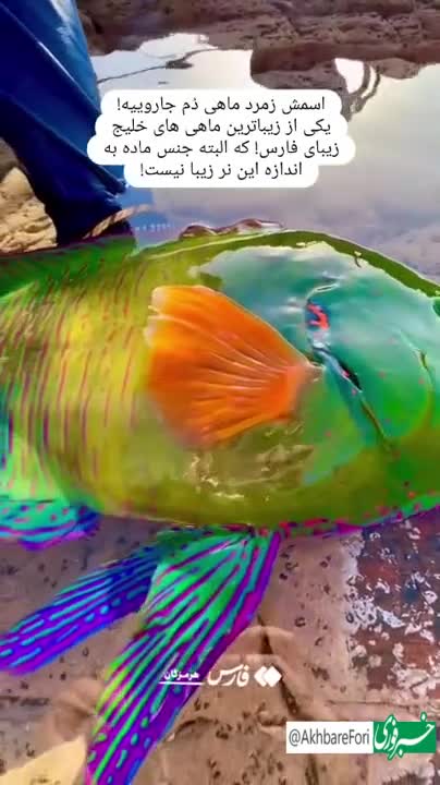   زیبایی خیره‌کننده یک زمرد ماهی