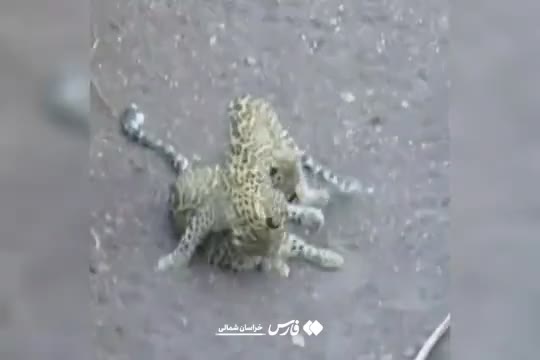   بازیگوشی ۲ قلاده پلنگ در «پارک ملی سالوک» اسفراین