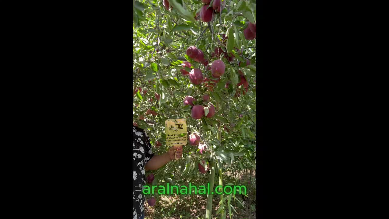 خرید نهال میوه