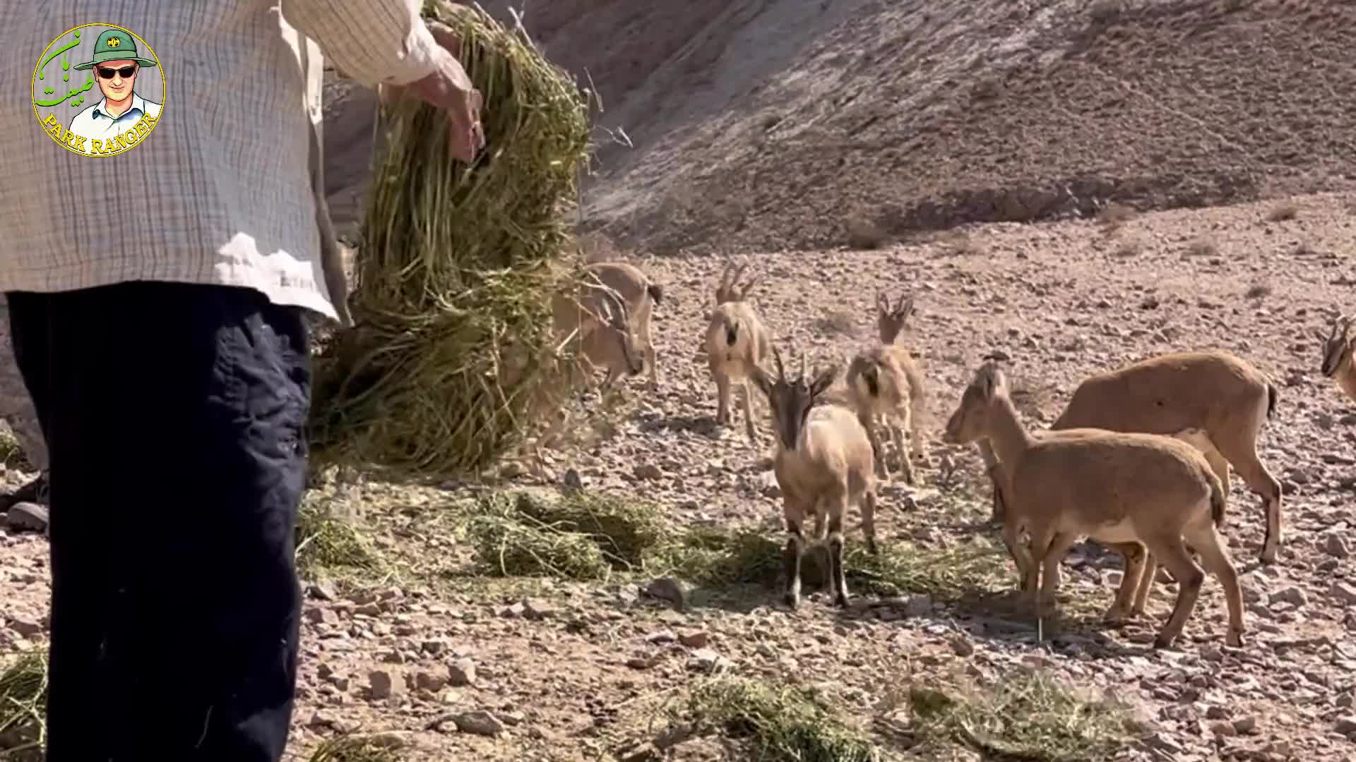 همنشین بزهای کوهی