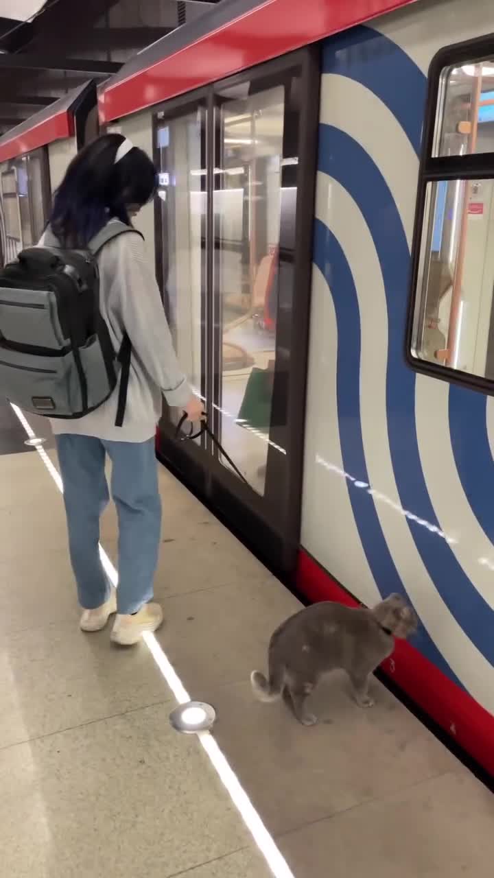   رفتار مودبانه و جالب یک گربه در داخل مترو در کره جنوبی