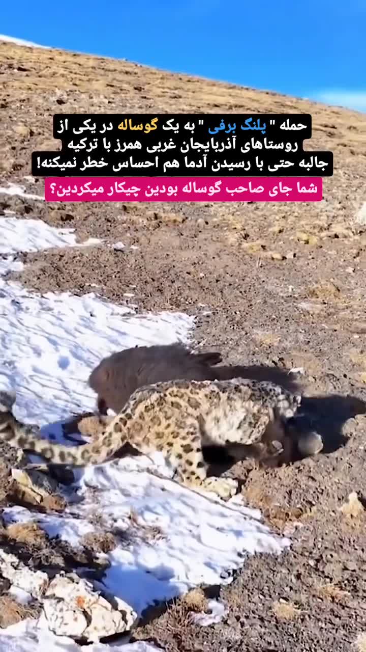   حمله مرگبار پلنگ برفی به یک گاو در آذربایجان غربی / حاوی تصاویر ناراحت‌کننده
