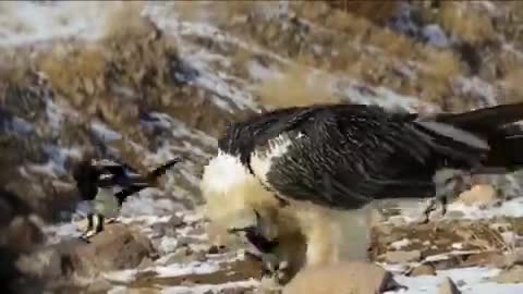   تصاویر تازه از همای سعادت بعد از شکار یک پاچه!