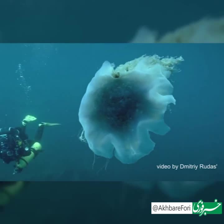   تصاویری از یک عروس دریایی غول‌پیکر؛ موجودی بیسار بزرگ‌تر از انسان