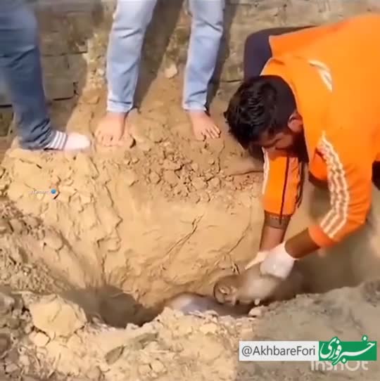   عزاداری و بی‌تابی بچه میمون برای مادرش