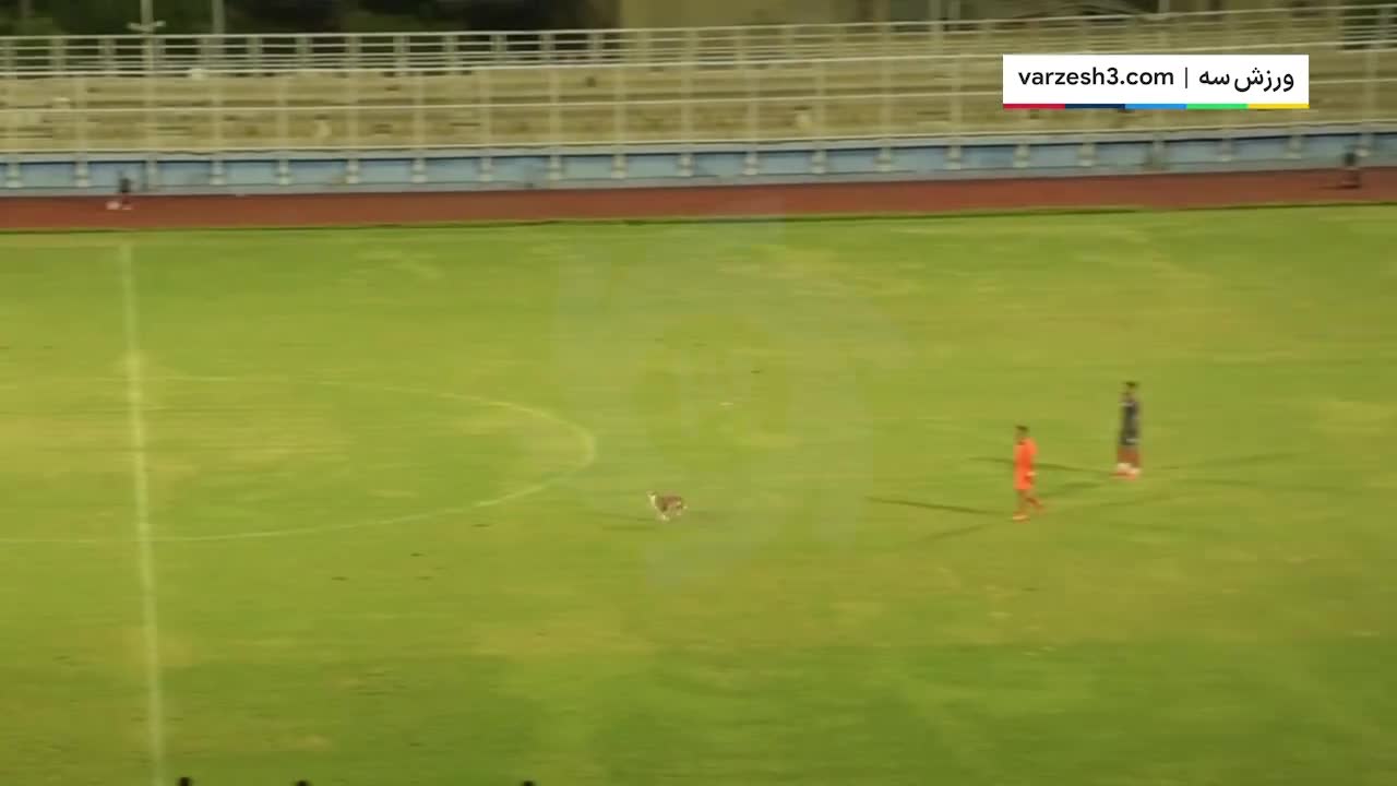   حضور یک مهمان ناخوانده و بامزه در ورزشگاه خلیج فارس بندرعباس