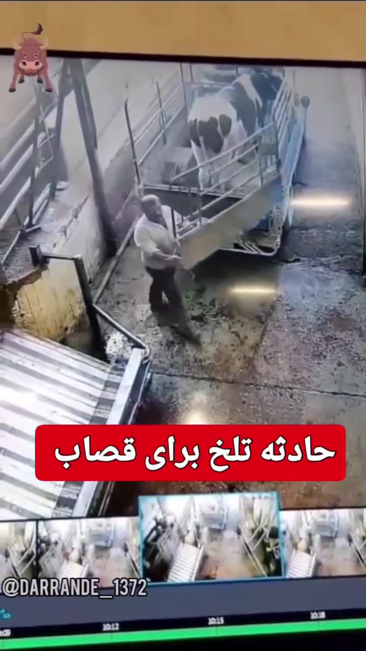   پرتاب مرد قصاب به هوا بر اثر لگد سهمگین گاو در کشتارگاه!