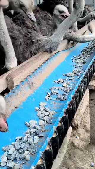   تصویری پربازدید و عجیب از شتر مرغ‌ها در حال خوردن سنگ!