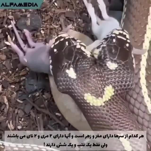 مار دوسر در حال خوردن دو موش !!!!