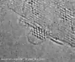 رشد نانو لوله ها بر روی کبالت (دکتر افشین رشید)