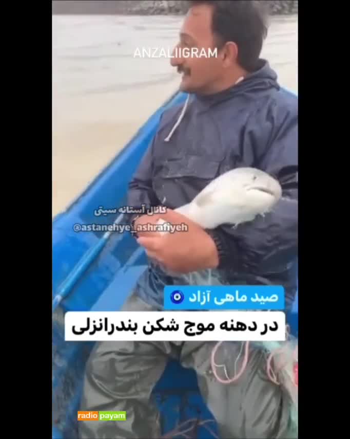 صید ماهی‌ ۵٠میلیون تومنی در بندر انزلی!