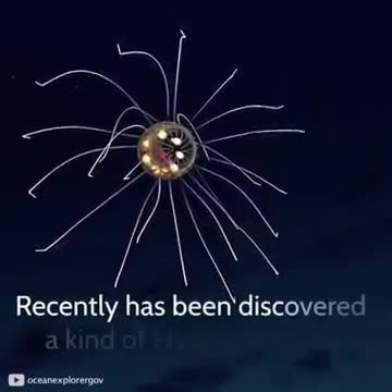 موجودات ۱۰ هزار متر زیر اقیانوس