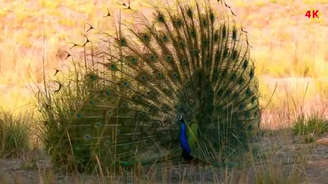 مستند زیباترین طاووس های جهان را FullHD تماشا کنید و بشناسید