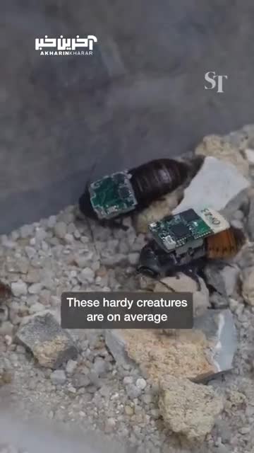 طراحی سوسک زنده یاب واقعی