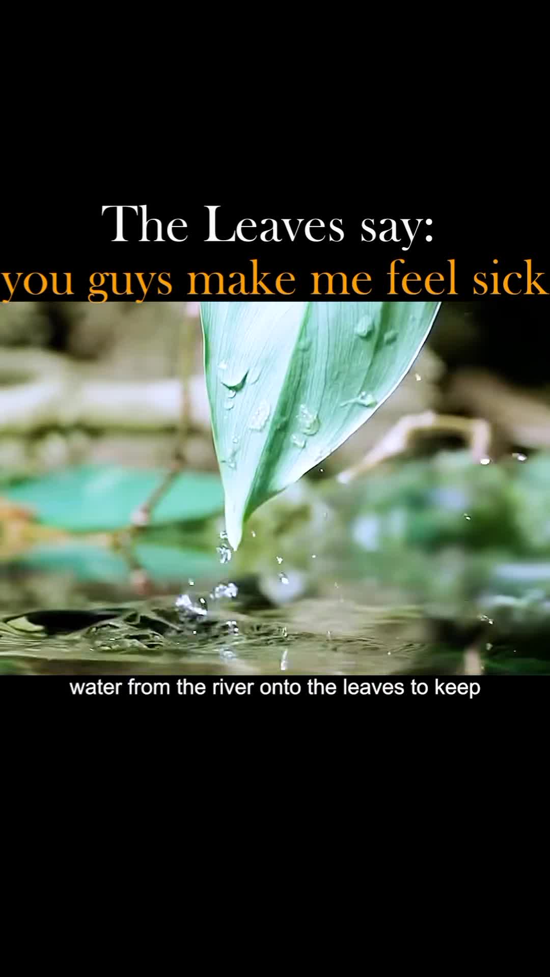 تخم گذاری ماهی و پرورش بچه ها روی برگ