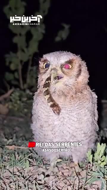 تغییر رنگ چشم جغد هنگام خوردن مار