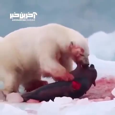 شکار فک توسط خرس قطبی
