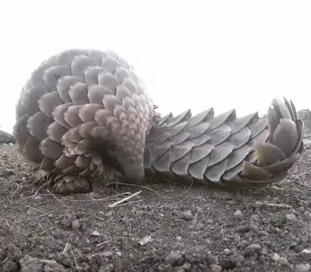 زبان مورچه خوار ديده بودیید ؟