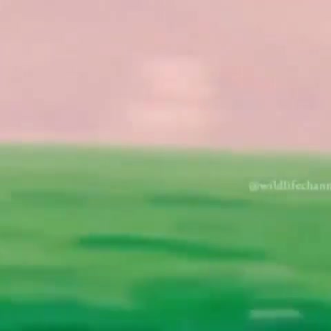 شکار آهو توسط عقاب دست اموز